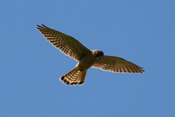 Hovering Kestrel This wildlife photograph shows a kestrel hovering in the clear blue sky during the late morning of a spring day. The animal, a bird of prey, is captured with its wings spread wide as it searches for food. The image focuses entirely on the kestrel, highlighting its plumage and flight posture against the backdrop of the sky. This photograph exemplifies animals in their natural habitat, specifically showcasing the behavior of kestrels among birds in springtime.